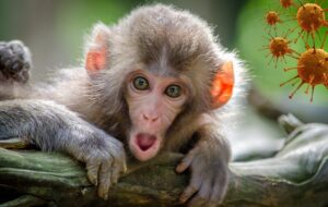 آبله میمون؛ ازعلائم تا درمان و واکسن